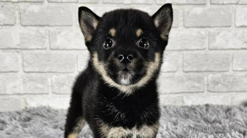 成約済の和歌山県の柴犬-335563の1枚目