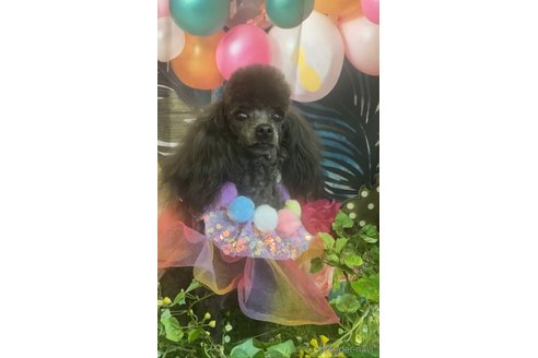 ごまちゃん1枚目