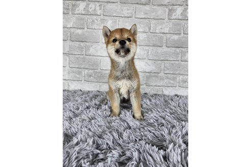 成約済の和歌山県の柴犬-335565の10枚目