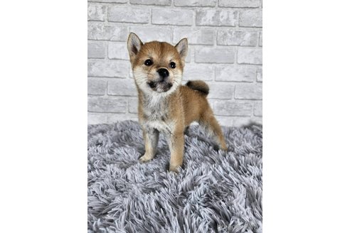 成約済の和歌山県の柴犬-335565の8枚目