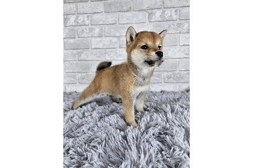 成約済の和歌山県の柴犬-335565の11枚目