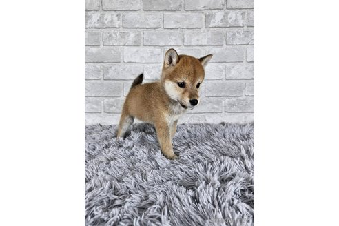 成約済の和歌山県の柴犬-335565の12枚目