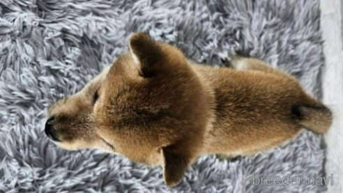 成約済の和歌山県の柴犬-335565の6枚目