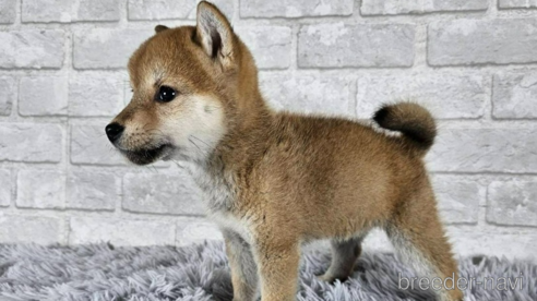 成約済の和歌山県の柴犬-335565の5枚目