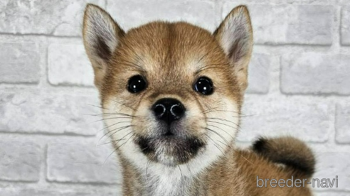 成約済の和歌山県の柴犬-335565の1枚目