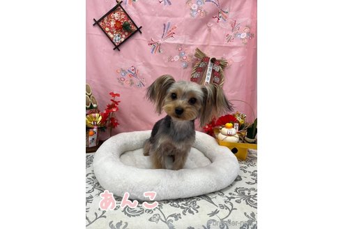 あんこちゃん1枚目