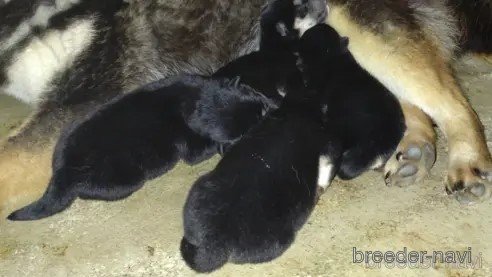 成約済の鹿児島県の柴犬-335535の4枚目