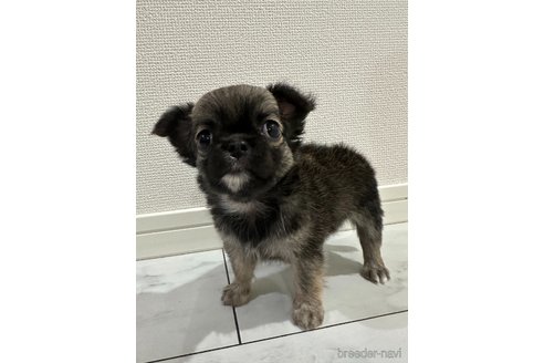 成約済の長野県のチワワ(ロングコート)-335580の5枚目