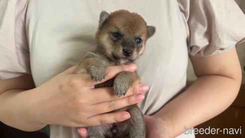 成約済の熊本県の豆柴-335591の3枚目