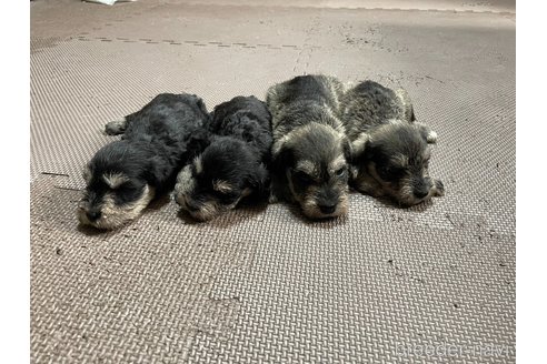 成約済の東京都のミニチュアシュナウザー-335612の7枚目