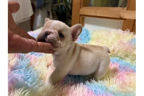 成約済の茨城県のフレンチブルドッグ-328332の13枚目
