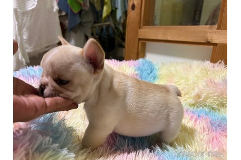 成約済の茨城県のフレンチブルドッグ-328332の12枚目