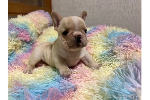 成約済の茨城県のフレンチブルドッグ-328332の11枚目