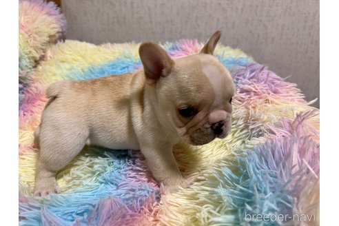 成約済の茨城県のフレンチブルドッグ-328332の10枚目