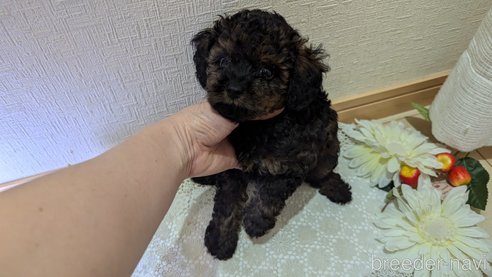 成約済の広島県のタイニープードル-325921の39枚目