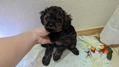 成約済の広島県のタイニープードル-325921の38枚目