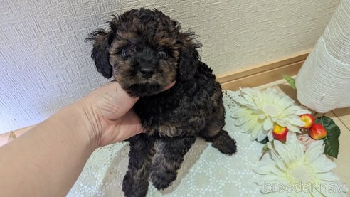 成約済の広島県のタイニープードル-325921の37枚目