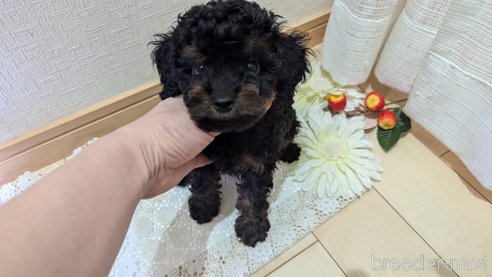 成約済の広島県のタイニープードル-325919の18枚目