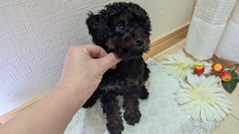 成約済の広島県のタイニープードル-325919の20枚目