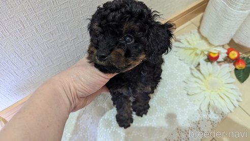 成約済の広島県のタイニープードル-325919の17枚目
