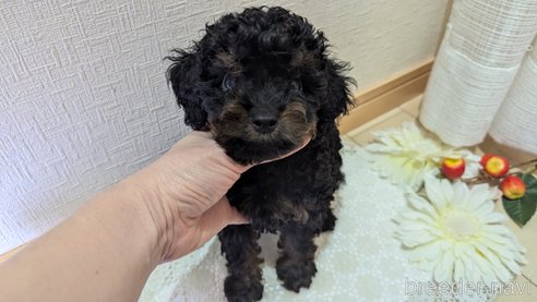 成約済の広島県のタイニープードル-325919の16枚目