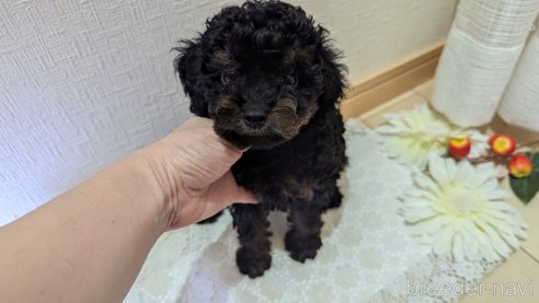 成約済の広島県のタイニープードル-325919の15枚目