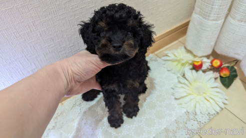 成約済の広島県のタイニープードル-325919の14枚目