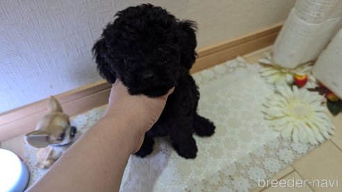 成約済の広島県のトイプードル-325914の6枚目