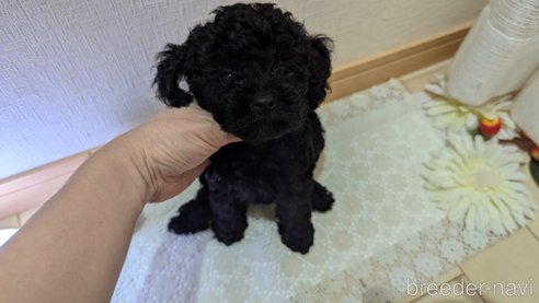 成約済の広島県のトイプードル-325914の4枚目