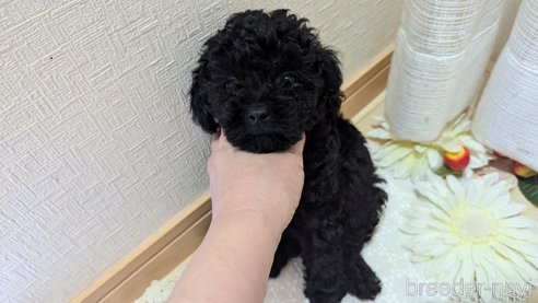 成約済の広島県のトイプードル-325914の3枚目