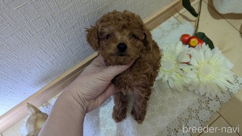 成約済の広島県のタイニープードル-325925の97枚目