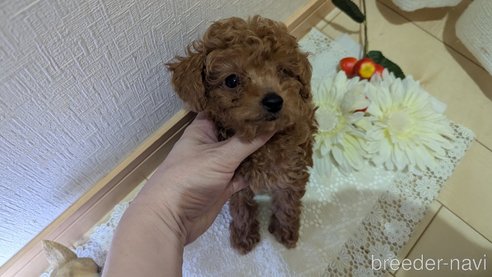 成約済の広島県のタイニープードル-325925の96枚目