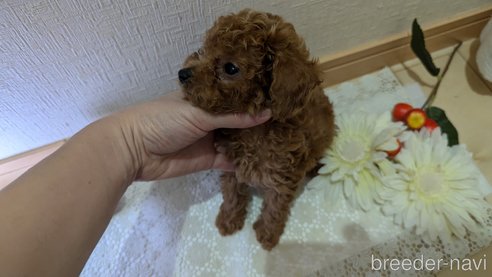 成約済の広島県のタイニープードル-325925の93枚目