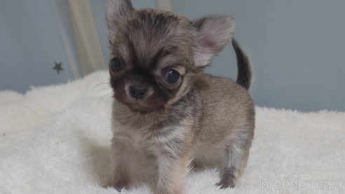 成約済の埼玉県のチワワ(ロングコート)-330463の1枚目