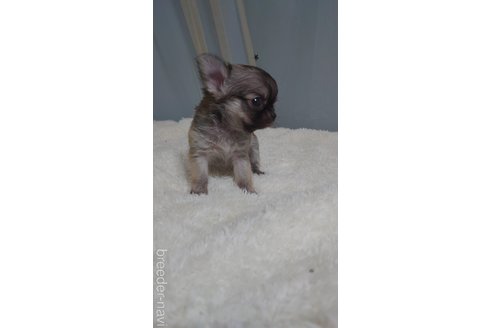 成約済の埼玉県のチワワ(ロングコート)-330463の2枚目