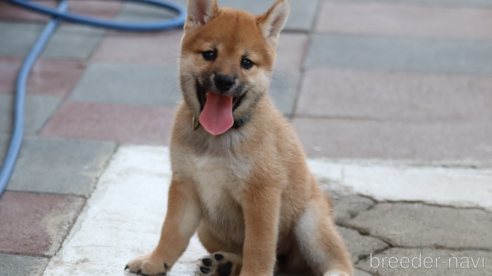 成約済の埼玉県の柴犬-328973