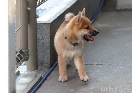 成約済の埼玉県の柴犬-328973の8枚目