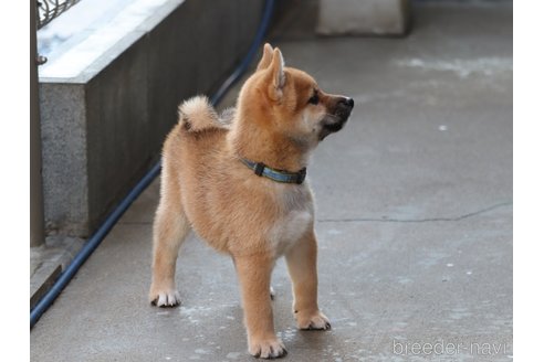 成約済の埼玉県の柴犬-328973の7枚目