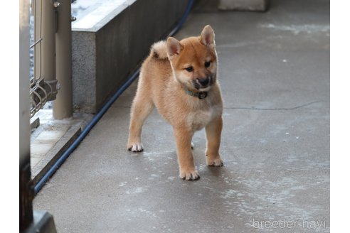 成約済の埼玉県の柴犬-328973の6枚目