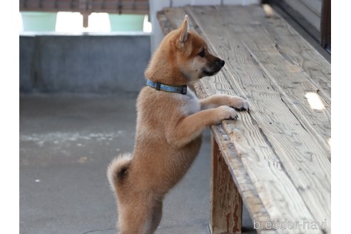 成約済の埼玉県の柴犬-328973の5枚目