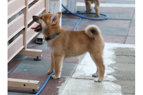 成約済の埼玉県の柴犬-328973の4枚目
