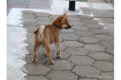 成約済の埼玉県の柴犬-328973の3枚目