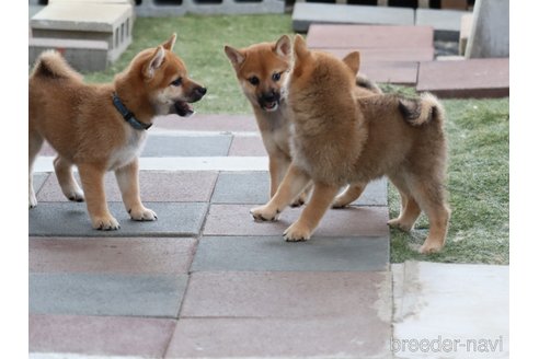 成約済の埼玉県の柴犬-328973の2枚目