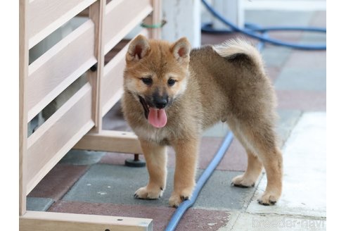 成約済の埼玉県の柴犬-328972の1枚目
