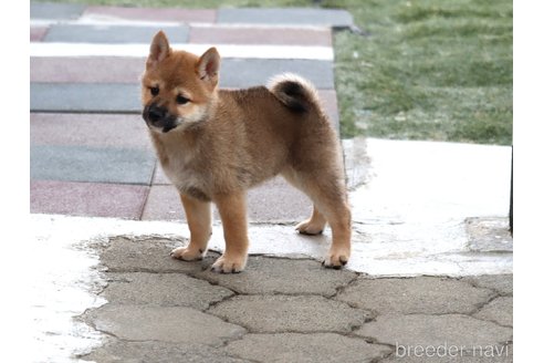 成約済の埼玉県の柴犬-328972の7枚目
