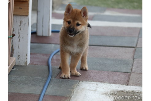 成約済の埼玉県の柴犬-328972の6枚目