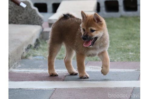 成約済の埼玉県の柴犬-328972の3枚目