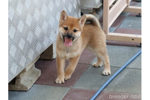 成約済の埼玉県の柴犬-328975の5枚目