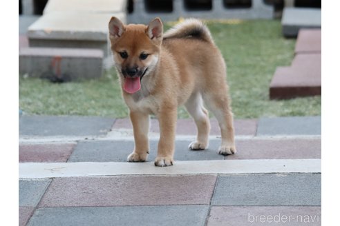 成約済の埼玉県の柴犬-328975の4枚目