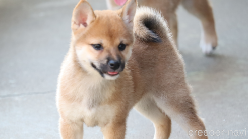 成約済の埼玉県の柴犬-328975の1枚目